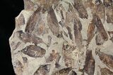 11.5" Fossil Fish (Gosiutichthys) Mortality Plate - Lake Gosiute - #130060-3